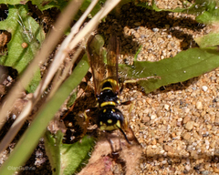 Philanthus gibbosus