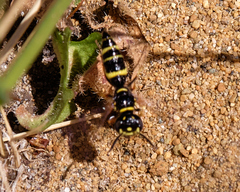 Philanthus gibbosus