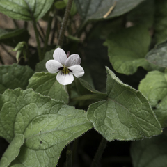 Viola ocellata