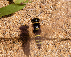 Philanthus gibbosus