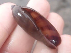 Macrocypraea cervinetta