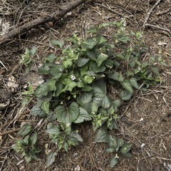 Viola ocellata