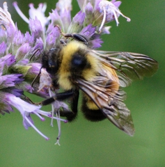 Bombus affinis