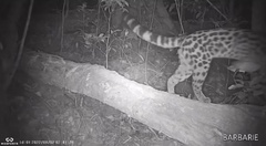 Leopardus pardalis mitis