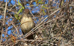 Thamnophilus ruficapillus