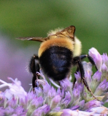 Bombus affinis