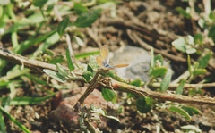 Brephidium exilis