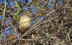 Thamnophilus ruficapillus