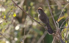 Thamnophilus ruficapillus