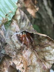 Araneus marmoreus