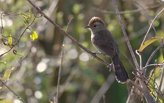 Thamnophilus ruficapillus