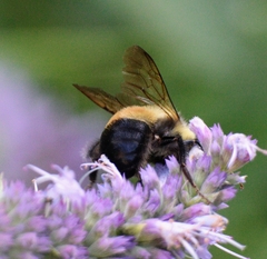 Bombus affinis