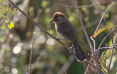 Thamnophilus ruficapillus