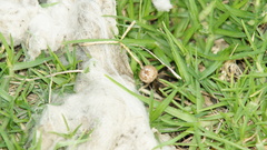 Lycoperdon pratense