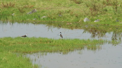 Himantopus mexicanus