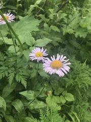 Erigeron glacialis