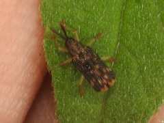 Sumitrosis inaequalis