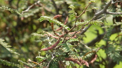 Prosopis laevigata