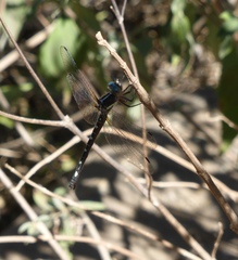 Gomphomacromia fallax