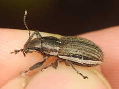 Naupactus leucoloma