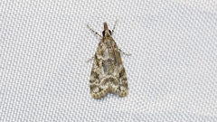 Eudonia heterosalis