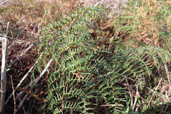 Pteridium esculentum