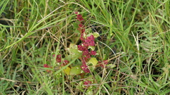 Amaranthus cruentus