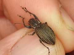Naupactus leucoloma