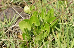 Halerpestes cymbalaria
