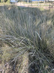 Thinopyrum intermedium