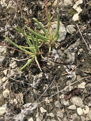 Phemeranthus calcaricus