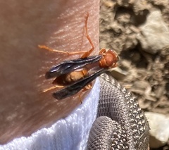 Polistes rubiginosus