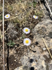 Erigeron pumilus