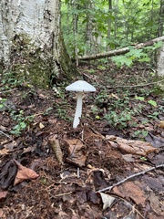 Amanita abrupta