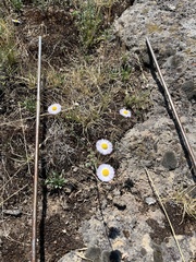 Erigeron pumilus
