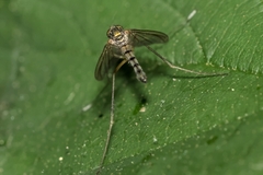 Sciapus platypterus