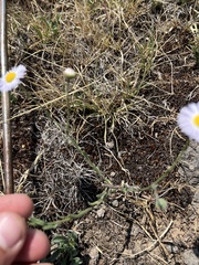 Erigeron pumilus