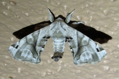 Apatelodes pudefacta