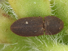 Agrypnus rectangularis