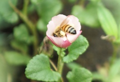 Apis mellifera