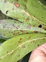Pseudomonas cichorii