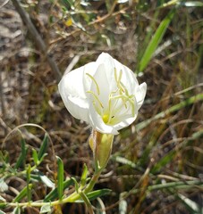 Oenothera nuttallii