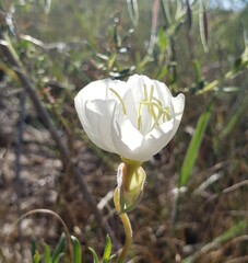 Oenothera nuttallii