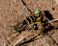 Bembix americana