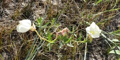 Oenothera nuttallii