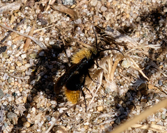 Dasymutilla californica