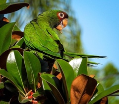 Psittacara mitratus