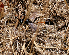 Ammophila