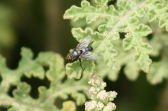 Calliphora vicina