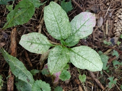 Phytolacca americana